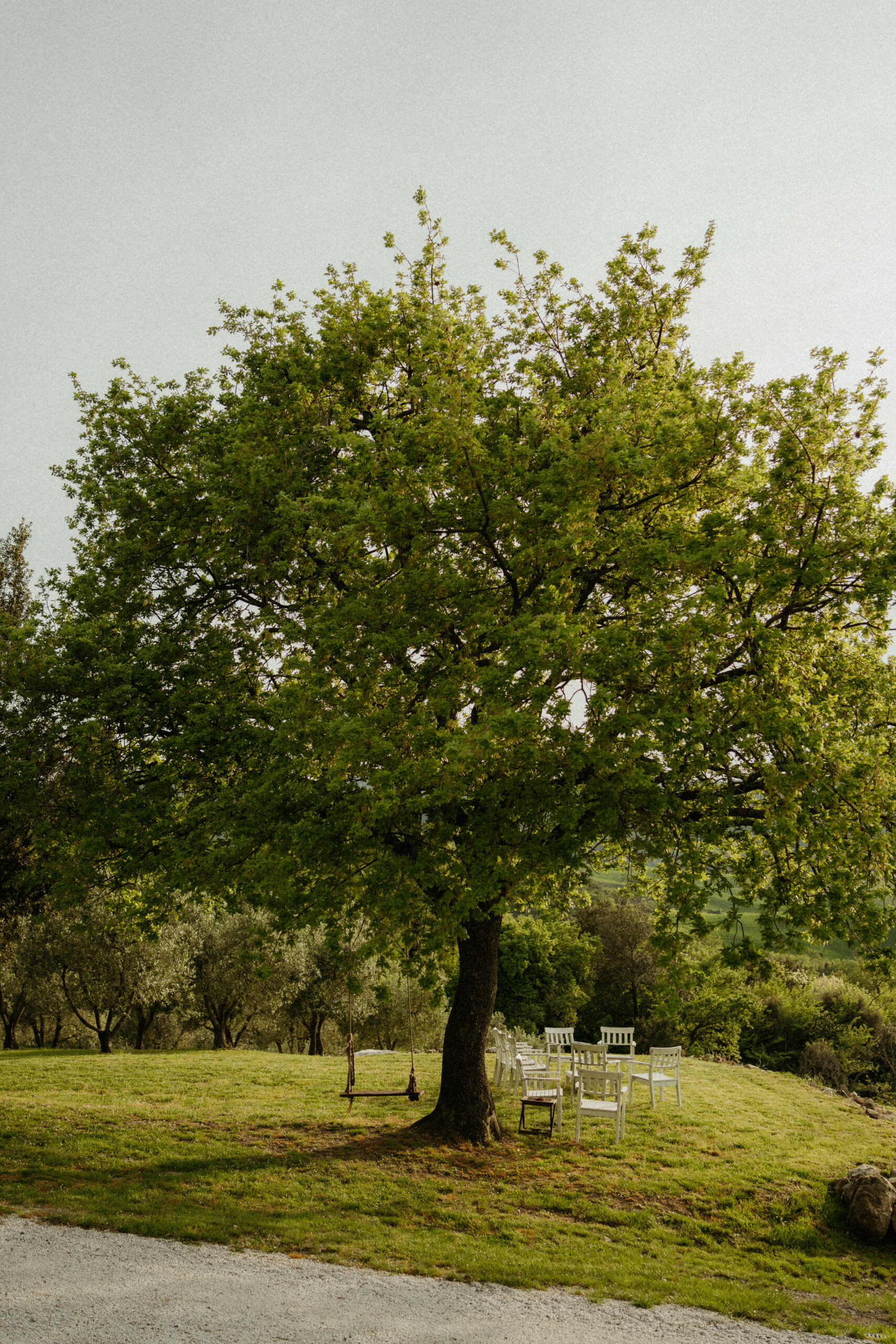 Large Tuscan tree with a tree swing attached along the hillside of Tuscany
