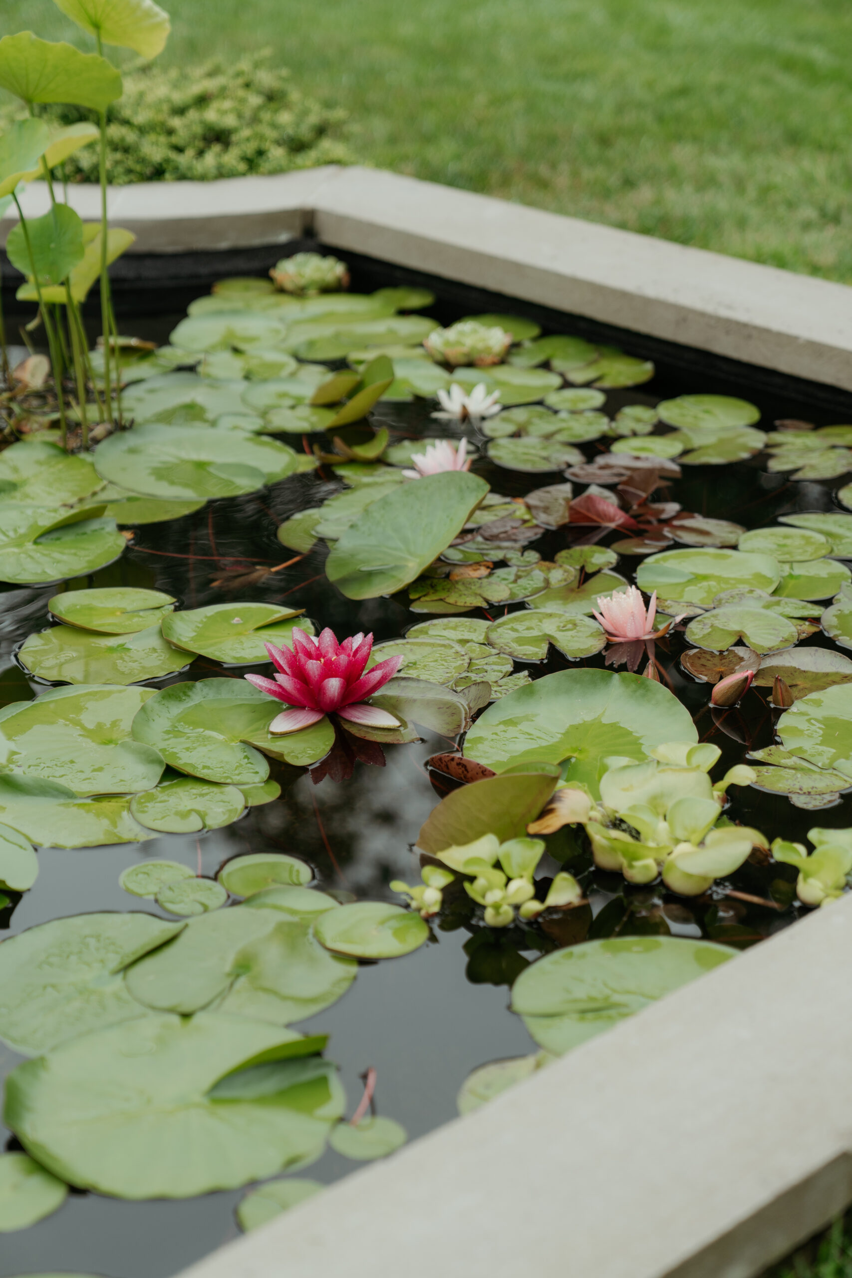 Lily pad fountain at Long Hill in Beverly, MA